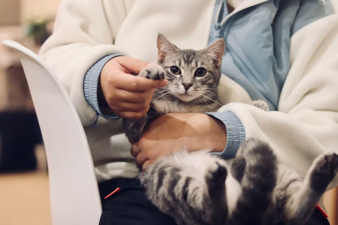 Cat and dog representing pet insurance options in the UAE