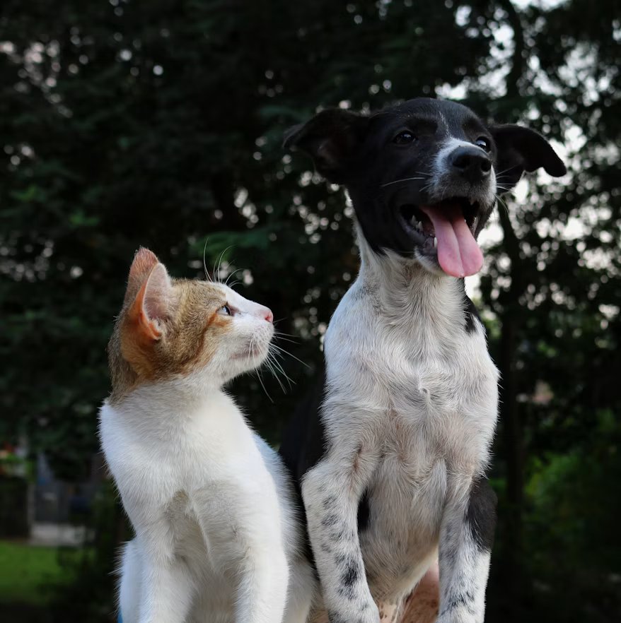 Cat and dog representing veterinary and pet insurance protection